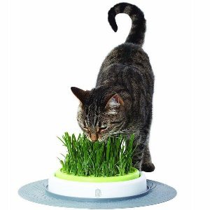 Catit Senses 2.0 Grass Planter  |   Cat Toys Cat Toys Cat Toys