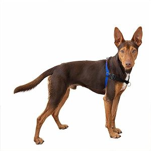 Comfort Stability Training Harness Blue  |   Dog Harnesses Dog Dog Harnesses