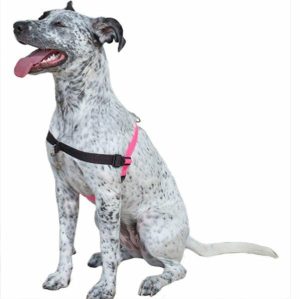 Comfort Stability Training Harness Pink  |   Dog Harnesses Dog Dog Harnesses