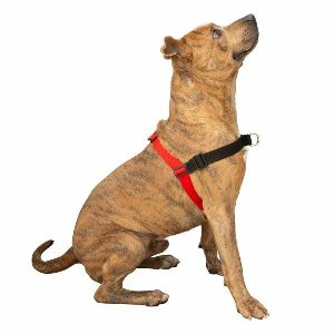 Comfort Stability Training Harness Red  |   Dog Harnesses Dog Dog Harnesses